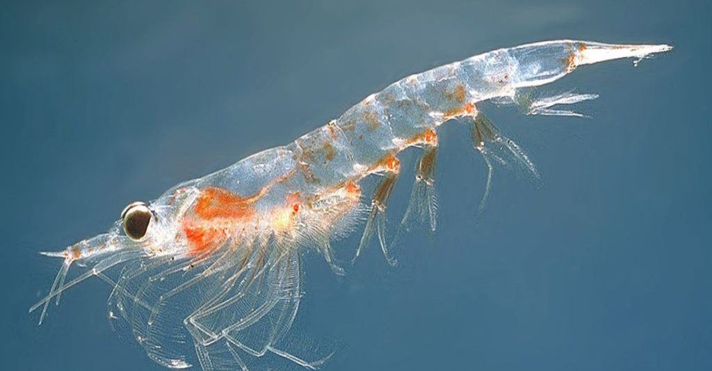 Omega-3 krill